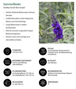 Sommerflieder 'Black Knight' -Gartenladen Im Freien 7078918 WE IG 001 Sommerflieder