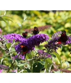 Sommerflieder 'Black Knight'