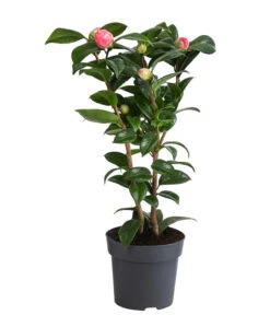 Japanische Kamelie, Verschiedene Sorten