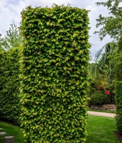 2-3 Meter Hainbuche, 10 X Ca. 50-60 Cm -Gartenladen Im Freien 7089188 WE MO Luckner Hecke CarpinusBetulusHainbuche 1