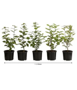 1-1,5 Meter Hainbuche, 5 X Ca. 50-60 Cm