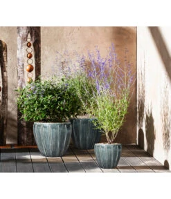 Blauraute 'Blue Spire' -Gartenladen Im Freien 7090863 7302631 WE MO 001 Blauraute Bartblume