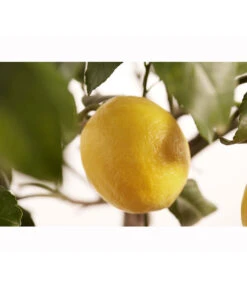 Meyer-Zitrone 7 Meyer-Zitrone -Gartenladen Im Freien 7118417 PR DE 001 CitrusLemonMeyerStammT20DehnerExpressZS