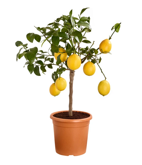 Meyer-Zitrone 1 Meyer-Zitrone