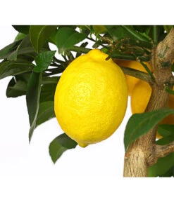 Meyer-Zitrone 6 Meyer-Zitrone -Gartenladen Im Freien 7118417 WE DE 001 CitrusMeyeriT20DehnerExpressHerzig