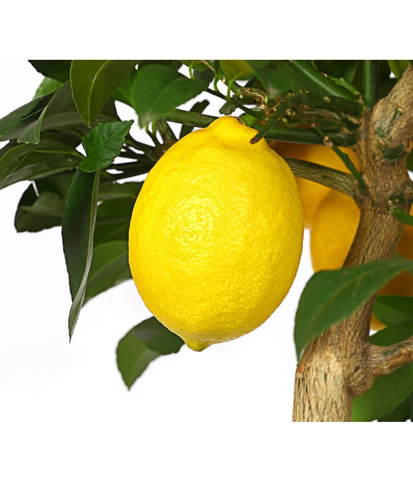 Meyer-Zitrone 3 Meyer-Zitrone – Bild 3