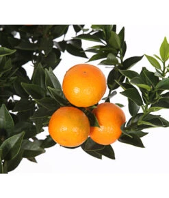 Bitterorange 'Chinotto' -Gartenladen Im Freien 7119803 WE DE 001 CitrusMyrtifoliaT20DehnerExpressHerzig