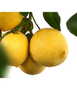 XXL Zitrone, Ca. 155-165 Cm 11 XXL Zitrone, Ca. 155-165 Cm -Gartenladen Im Freien 7120405 WE DE 003 CitrusLimonZitroneDehnerExpressHerzig