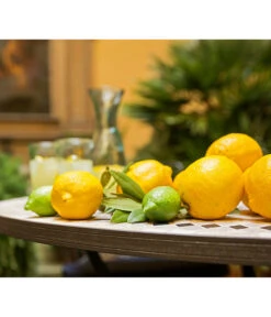 XXL Zitrone, Ca. 155-165 Cm 8 XXL Zitrone, Ca. 155-165 Cm -Gartenladen Im Freien 7120942 PR MO 012 CitrusLimonZitroneMediterran Brunnen
