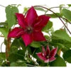Waldrebe - Clematis, Rot, Rankhilfe