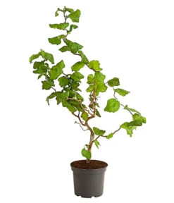 Korkenzieher-Hasel 'Contorta'