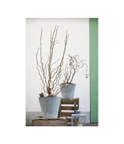 Korkenzieher-Hasel 'Contorta' -Gartenladen Im Freien 7137805 PR MO 001 CorylusKorkenzieherhaselAvellanaTwister10LHelleborusshootingDehnerExpressHerzig