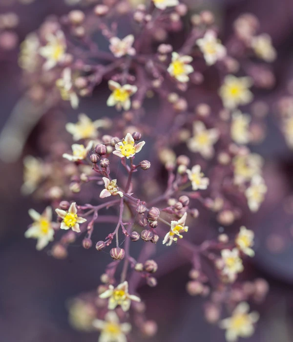 Perückenstrauch 'Royal Purple' 6 Perückenstrauch 'Royal Purple' – Bild 6