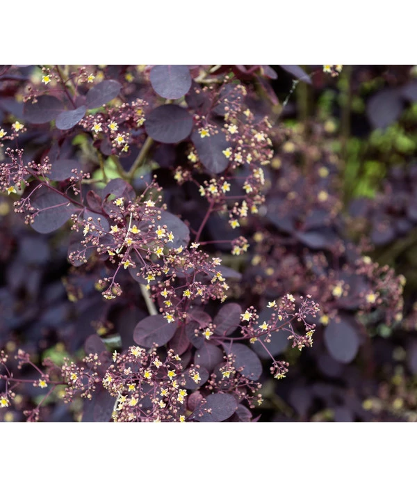 Perückenstrauch 'Royal Purple' 1 Perückenstrauch 'Royal Purple'