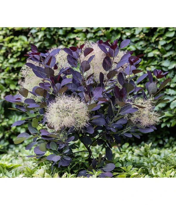 Perückenstrauch 'Royal Purple' 3 Perückenstrauch 'Royal Purple' – Bild 3