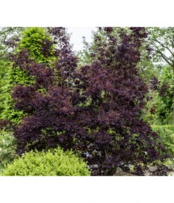 Perückenstrauch 'Royal Purple' 10 Perückenstrauch 'Royal Purple' -Gartenladen Im Freien 7149503 PR MO 001 CotinusCoggygriaRoyalPurpleLuckner