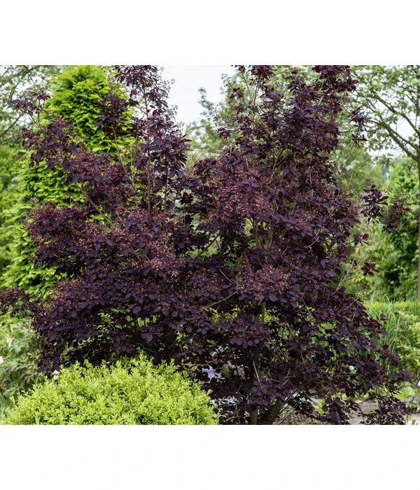 Perückenstrauch 'Royal Purple' 4 Perückenstrauch 'Royal Purple' – Bild 4