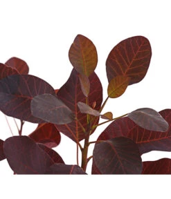 Perückenstrauch 'Royal Purple' 13 Perückenstrauch 'Royal Purple' -Gartenladen Im Freien 7149503 WE DE 001 PerueckenstrauchCotinusRoyalPurple3LiterDehnerExpressHerzig