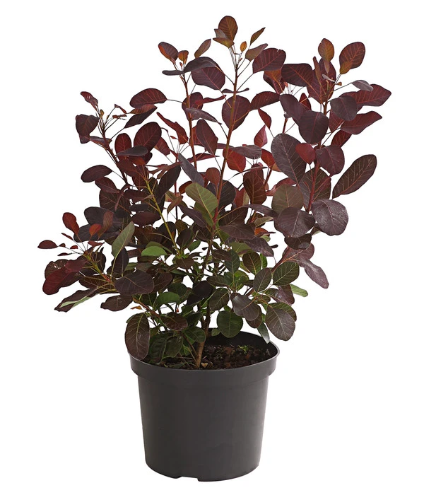 Perückenstrauch 'Royal Purple' 2 Perückenstrauch 'Royal Purple' – Bild 2