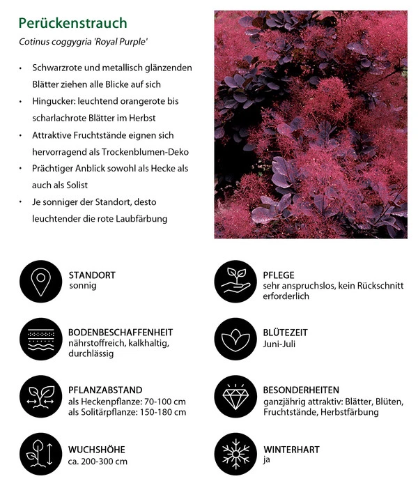 Perückenstrauch 'Royal Purple' 5 Perückenstrauch 'Royal Purple' – Bild 5
