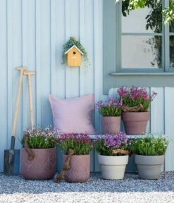 Graue Glockenheide, Verschiedene Farben -Gartenladen Im Freien 7163009 WE MO 001 DaboeciaMixGlockenheide 2021 GC11