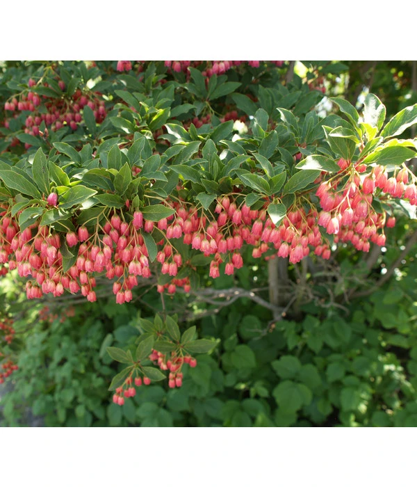 Prachtglocke 4 Prachtglocke – Bild 4