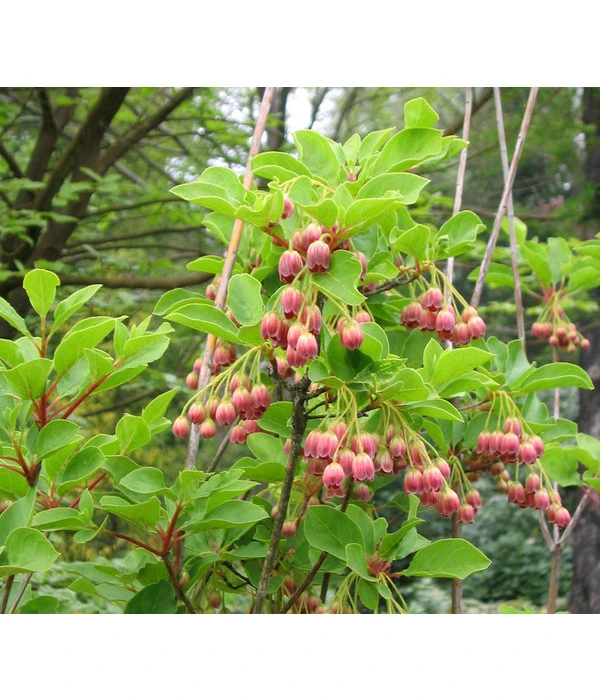 Prachtglocke 1 Prachtglocke