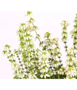 Graue Glockenheide, Verschiedene Farben -Gartenladen Im Freien 7172521 WE DE 002 EricaCinereaGrauheideT10Herzig