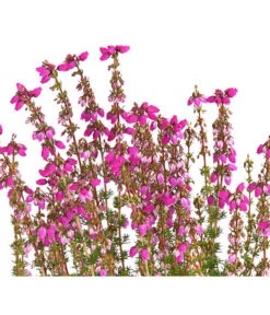 Graue Glockenheide, Verschiedene Farben -Gartenladen Im Freien 7172521 WE DE 003 EricaCinereaGrauheideT10Herzig