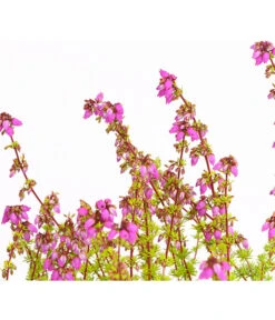 Graue Glockenheide, Verschiedene Farben -Gartenladen Im Freien 7172521 WE DE 004 EricaCinereaGrauheideT10Herzig