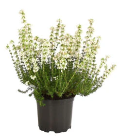 Graue Glockenheide, Verschiedene Farben -Gartenladen Im Freien 7172521 WE FS 002 EricaCinereaGrauheideT10Herzig