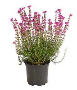 Graue Glockenheide, Verschiedene Farben -Gartenladen Im Freien 7172521 WE FS 003 EricaCinereaGrauheideT10Herzig