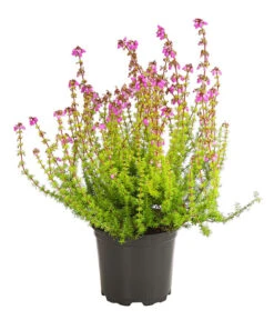 Graue Glockenheide, Verschiedene Farben -Gartenladen Im Freien 7172521 WE FS 004 EricaCinereaGrauheideT10Herzig