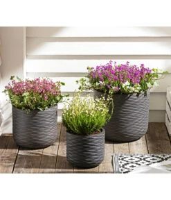 Graue Glockenheide, Verschiedene Farben -Gartenladen Im Freien 7172521 WE MO 002 EricaCinereaGrauheide