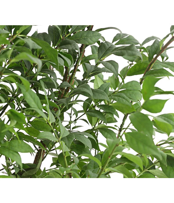 Niedriger Korkspindelstrauch 'Compactus' 5 Niedriger Korkspindelstrauch 'Compactus' – Bild 5