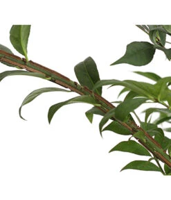 Niedriger Korkspindelstrauch 'Compactus' 7 Niedriger Korkspindelstrauch 'Compactus' -Gartenladen Im Freien 7175649 PR DE 002 EuonymusAlatusCompactus5LDehnerExpressHerzig