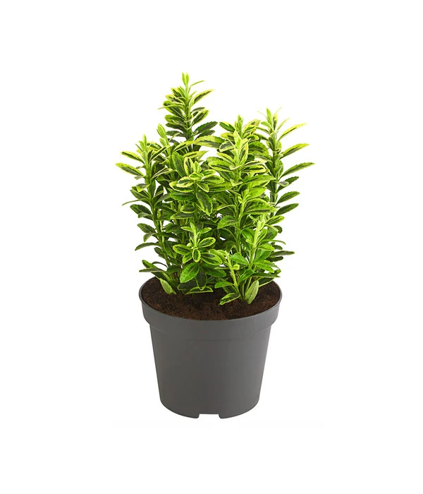 Kleinblättriger Kriech-Spindelstrauch 'Microphyllus Aureovariegatus' 1 Kleinblättriger Kriech-Spindelstrauch 'Microphyllus Aureovariegatus'