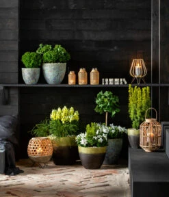 Gelbe Säuleneibe 'David' -Gartenladen Im Freien 7196199 WE MO 001 GinkgoBilobaTaxusBaccataEibeThujaTeddyLebensbaumKonifere 2021 BL13 1