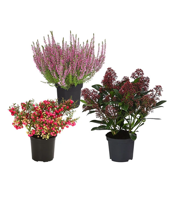 Grabpflanzen-Set Im Herzen, 3-teilig 1 Grabpflanzen-Set Im Herzen, 3-teilig