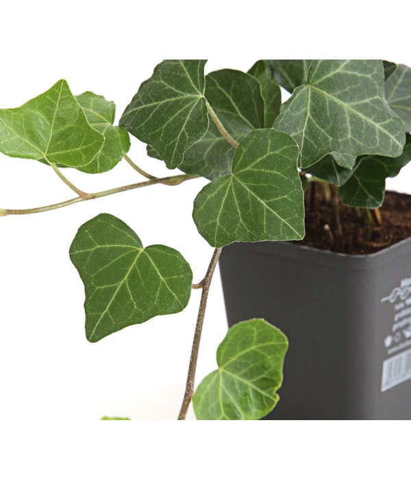 Irischer Efeu - Großblättriger Efeu 2 Irischer Efeu - Großblättriger Efeu – Bild 2