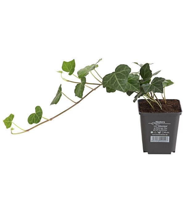 Irischer Efeu - Großblättriger Efeu 1 Irischer Efeu - Großblättriger Efeu