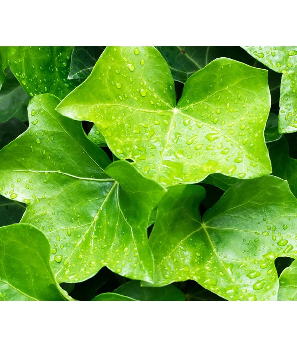 Irischer Efeu - Großblättriger Efeu 3 Irischer Efeu - Großblättriger Efeu – Bild 3