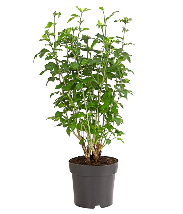 Hibiskus-Trio - Garten-Eibisch 2 Hibiskus-Trio - Garten-Eibisch – Bild 2