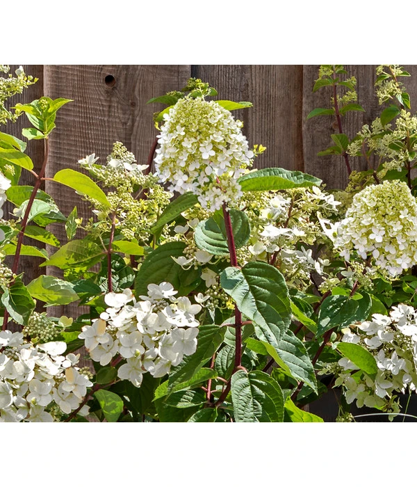 Rotstielige Rispen-Hortensie 1 Rotstielige Rispen-Hortensie