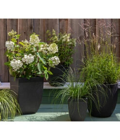 Rotstielige Rispen-Hortensie 8 Rotstielige Rispen-Hortensie -Gartenladen Im Freien 7225089 WE MO 002 Hortensien GC11 2020