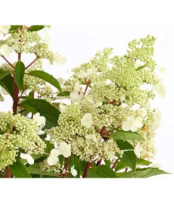 Rotstielige Rispen-Hortensie 11 Rotstielige Rispen-Hortensie -Gartenladen Im Freien 7225550 PR DE 001 HortensieHydrangeaComtesseBlanche5LDehnerExpressHerzig