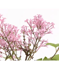 Chinesischer Zwerg-Flieder 'Palibin' -Gartenladen Im Freien 7274061 PR DE 001 SyringaFliederMeyeriPalibin3LDehnerExpressHerzig