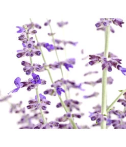 Blauraute 'Blue Spire' -Gartenladen Im Freien 7302631 WE DE 001 BlaurautePerovskiaAbrotanoidesBlueSpire3LDehnerExpressHerzig