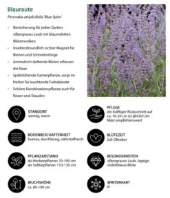 Blauraute 'Blue Spire' -Gartenladen Im Freien 7302631 WE IG 001 Blauraute