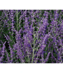 Blauraute 'Blue Spire' -Gartenladen Im Freien 7302631 WE MO 001 PerovskiaLittleSpireTBlauraute